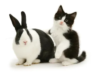 Рисунок кот и кролик - 56 фото