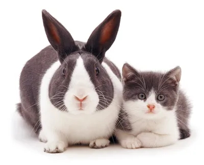 Подружатся ли кошка и кролик? | ZOO CHANNEL | Дзен