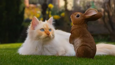 Кролик и кот карликов стоковое фото. изображение насчитывающей серо -  182674788