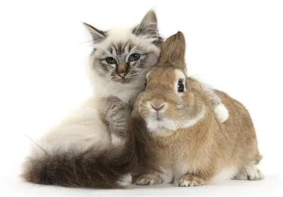 Есть ли одинаковые коты и кролики? | Пикабу