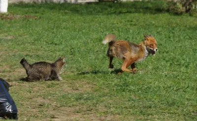 Кошка прогоняет лису | Пикабу
