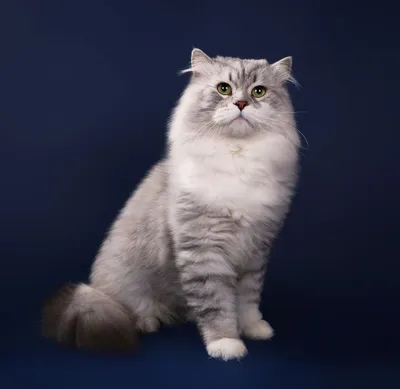 Москва и Московская область. Кошка Мура ищет дом ❤ Вы не пожалеете 🤗 это  кошка- чудо природы 💫 Мура родилась в 2019 году. Красотка с… | Instagram