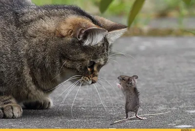 Мышь и кот стоковое изображение. изображение насчитывающей мягко - 48209439
