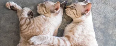 Кого лучше завести кота или кошку: плюсы и минусы - 🐈 FriendForPet