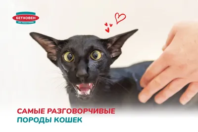 😄😄😄самые смешные и озорные коты 🐈 Подписывайся 👉 @insta_pussies ⠀  Ставь уведомления о новых постах 🔔 ⠀ #кот #коты #котики #кошка #прикол… |  Instagram