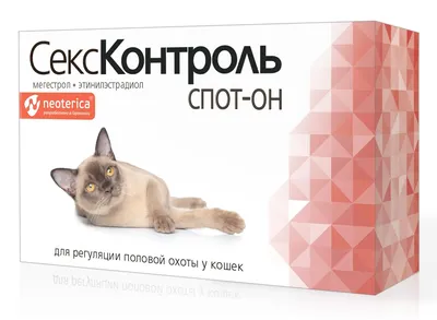 Питомец с непростым нравом: что нужно знать о содержании сиамской кошки -  РИА Новости, 08.09.2021