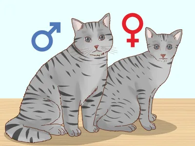 Как определить пол кошки или кота в раннем возрасте