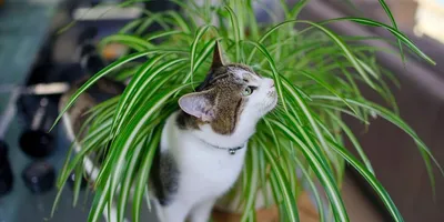 Японские кошки: породы с фотографиями и названием