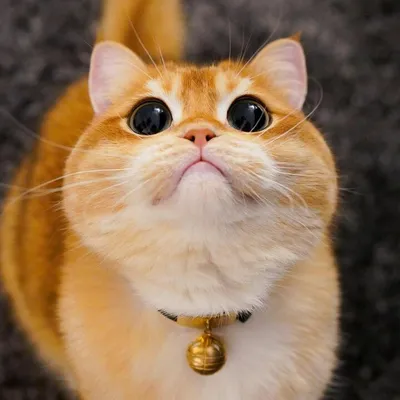 В Сети обнаружили живую копию знаменитого кота из «Шрека» (фото, видео)