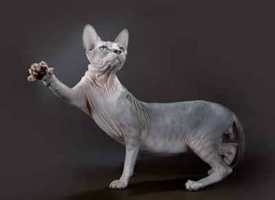 Котята Канадский сфинкс - Angel Kiss - питомник редких пород кошек