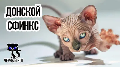 Канадский сфинкс ищет кошечку для вязки купить в Беларуси, цены и свежие  объявления на котов и кошек в недорого/дешево, отзывы, фото