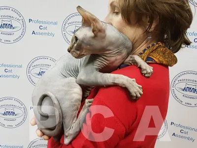 Безволосый канадский сфинкс кошка портрет женского кота на синем фоне |  Премиум Фото