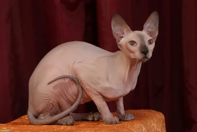 Лысый кот сфинкс: особенности и уникальность породы, правила ухода