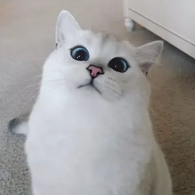 This Cat Has The Most Beautiful Eyes Ever | Факты о кошках, Смешные  животные, Смешные кошки