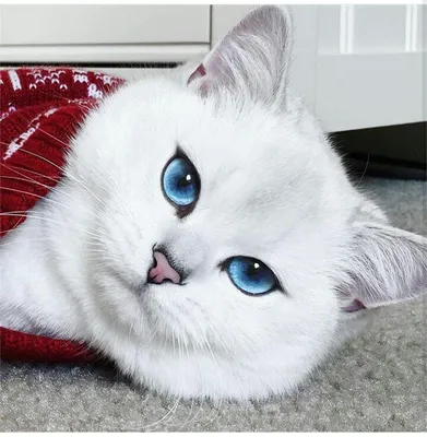 Коби — белоснежная кошка с невероятно красивыми глазами » uCrazy.ru -  Источник Хорошего Настроения