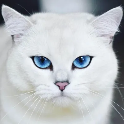 Эти глаза — не фотошоп! Самый красивый кот в мире родился в питомнике  челябинки - KP.RU