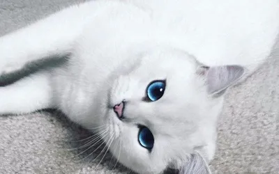 Кот с самыми красивыми глазами в мире стал интернет-звездой - KP.RU