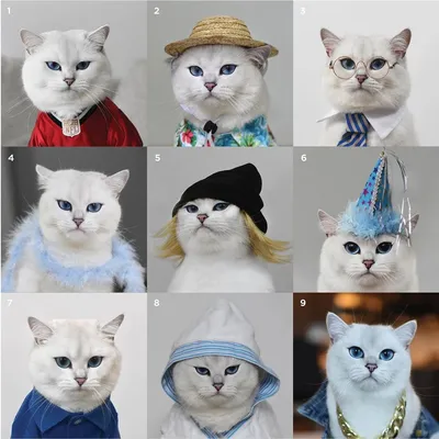 Белоснежный кот с голубыми глазами собрал впечатляющую армию поклонников в  Instagram — Курьезы
