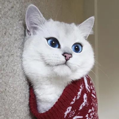 Кот с самыми красивыми глазами покорил сотни тысяч интернет-пользователей  // Новости НТВ