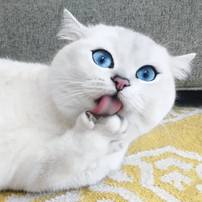 Кот, у которого 1,5 миллиона подписчиков в социальных сетях, покорил людей  самыми красивыми глазами | ЖИВОЙ КАНАЛ | Дзен