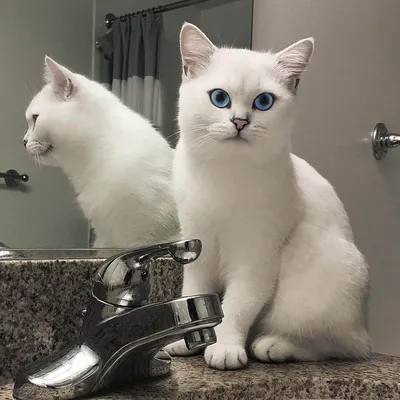 Знакомься, это — Коби, кот с самыми красивыми в мире голубыми глазами! -  Tchk.lv
