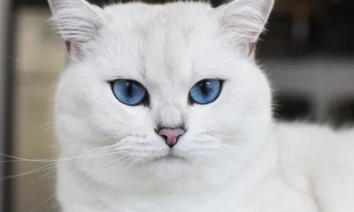 🐈Кот Коби породы британская короткошёрстная носит неофициальный титул кота  с самыми красивыми в мире глазами👀 ⠀ Таким титулом животное… | Instagram