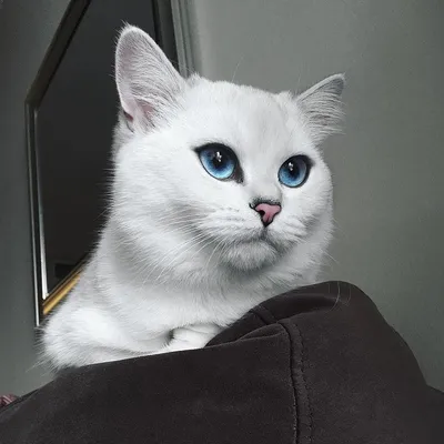 Кот с самыми красивыми глазами в мире покорил Сеть (фото) — 23.02.2016 —  Lifestyle на РЕН ТВ