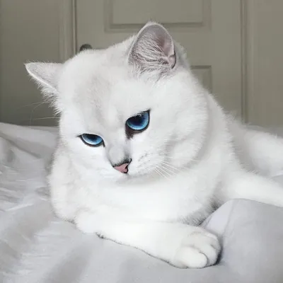 Кот с самыми красивыми глазами покорил сотни тысяч интернет-пользователей  (11)