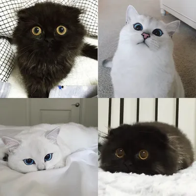 Кот с мультяшными глазами стал звездой Instagram - ФОКУС