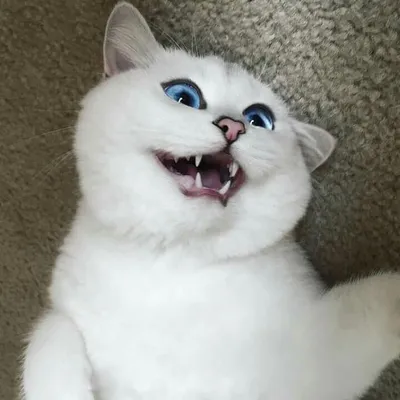 Кот с самыми красивыми глазами покорил сотни тысяч интернет-пользователей  (9)