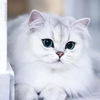Бежевая кошка с голубыми глазами порода - 80 фото