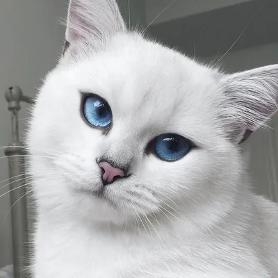 Коби — белоснежная кошка с невероятно красивыми глазами | Cute cats and  dogs, Cute cats, Cat with blue eyes