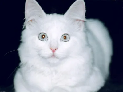 У него уже 1,7 миллионов подписчиков в Инстаграм: кот челябинской заводчицы  прославился на весь мир голубыми глазами