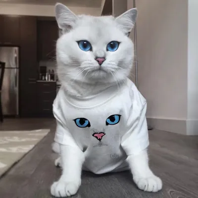 🐈Кот Коби породы британская короткошёрстная носит неофициальный титул кота  с самыми красивыми в мире глазами👀 ⠀ Таким титулом животное… | Instagram