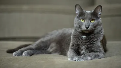 Корат кошка: фото, характер, описание породы