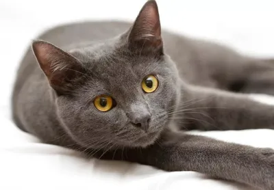 Малоизвестные и редкие породы кошек (5 часть) | Пикабу