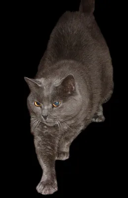 Корат Шикарный кот породы Корат …» — создано в Шедевруме