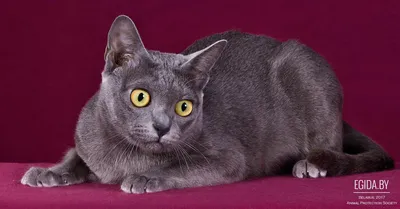 Картезианская кошка — Википедия