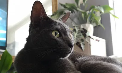 Корат: самое полное описание кошки с фото и видео | Pet7