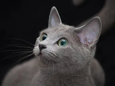 серебристый голубой кот корат взрослого цвета, лежащий на улице и смотрящий  прямо в камеру с зелёными глазами. Стоковое Фото - изображение  насчитывающей любопытство, тварь: 211663168