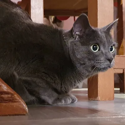 Шартрез кошка (картезианская), описание и стандарты породы, фото, цена