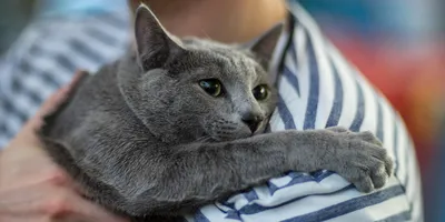 Корат: фото, характер, описание кошек породы корат | Блог зоомагазина  Zootovary.com