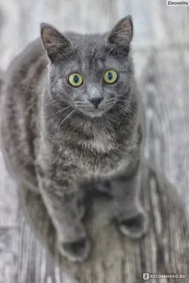 Найдена стерилизованная русская голубая кошка на пр. Любимова, Минск |  Pet911.ru