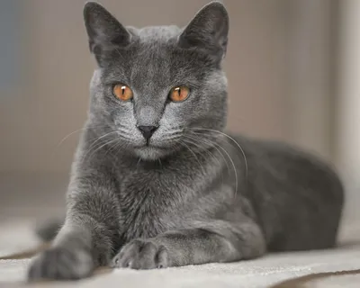 Корат кошка – описание породы с фото от А до Я