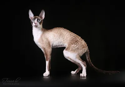 Гипоаллергенные кошки: породы с фото