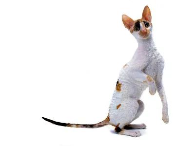 Корниш-рекс кошка: фото, характер, описание породы