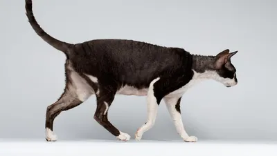 Серый кот породы Корниш-рекс сидит…» — создано в Шедевруме