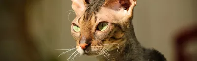 Кот породы корниш-рекс прославился в Сети благодаря нетипичной внешности
