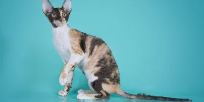 Пропала кошка Кошечка, окраса сиам, порода Корниш Рекс | Pet911.ru