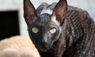 Чеширский кот существует: его зовут Пиксель и он очень популярен в соцсетях  - Pets